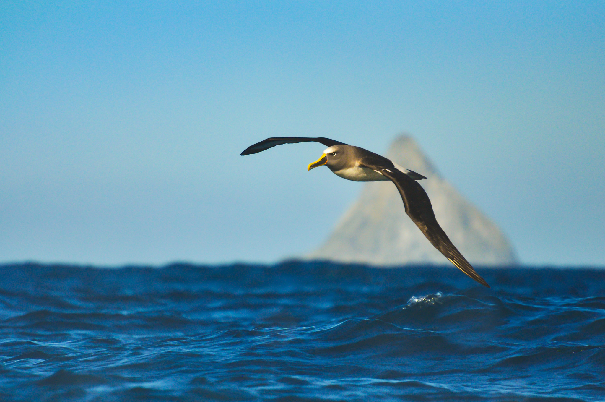 Bullers flying in Chatham Island waters by Enzo M R Reyes sml