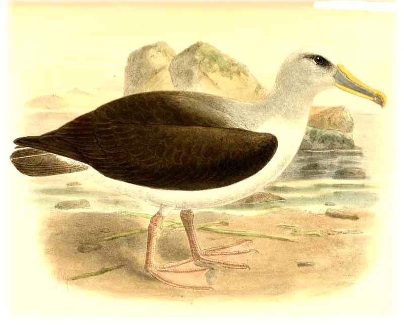 Keulemans Bullers Albatross