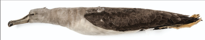 Northern Bullers Albatross juvenile holotype