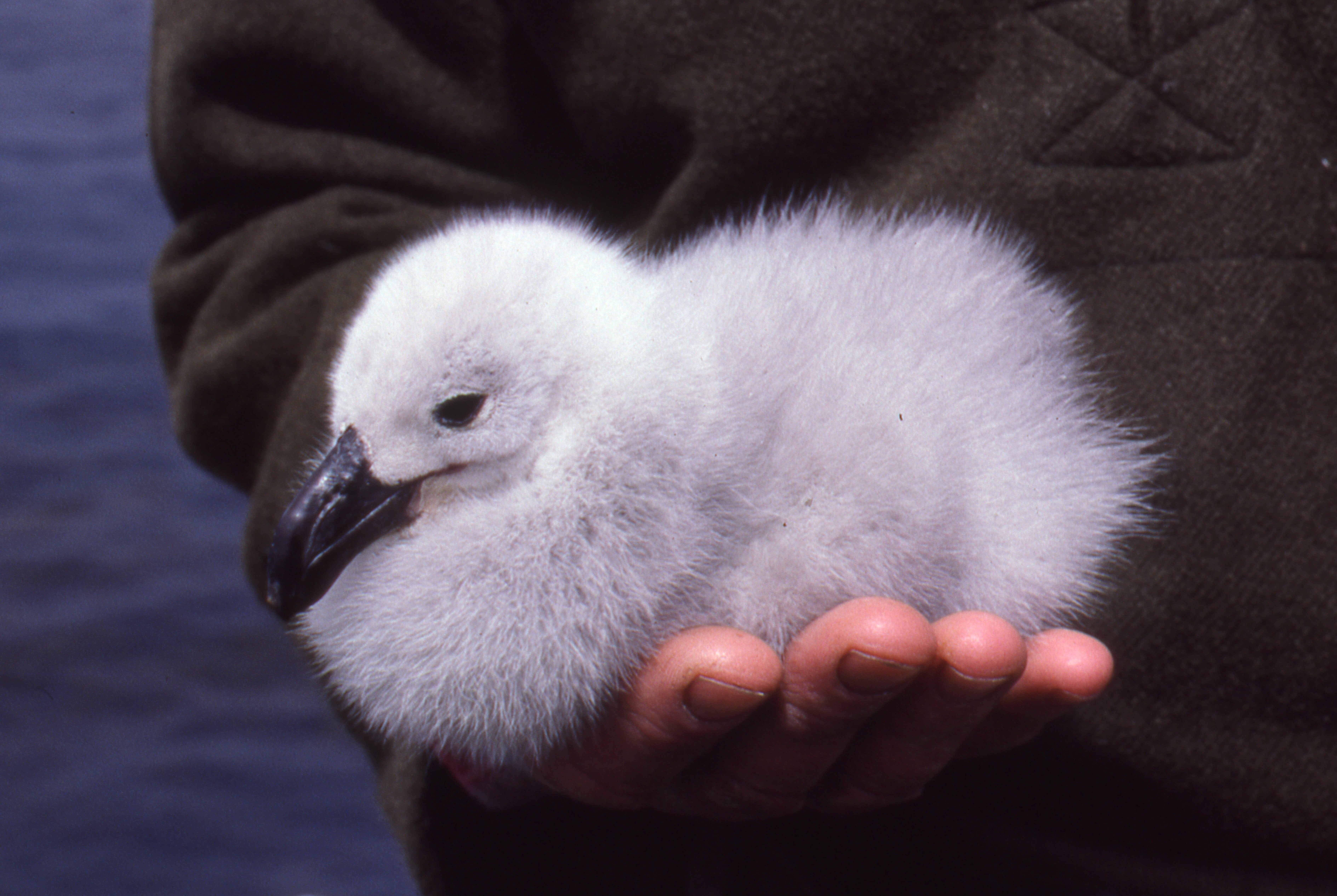 Campbell albatross chick 5 Dec 1987 Peter Moore 2
