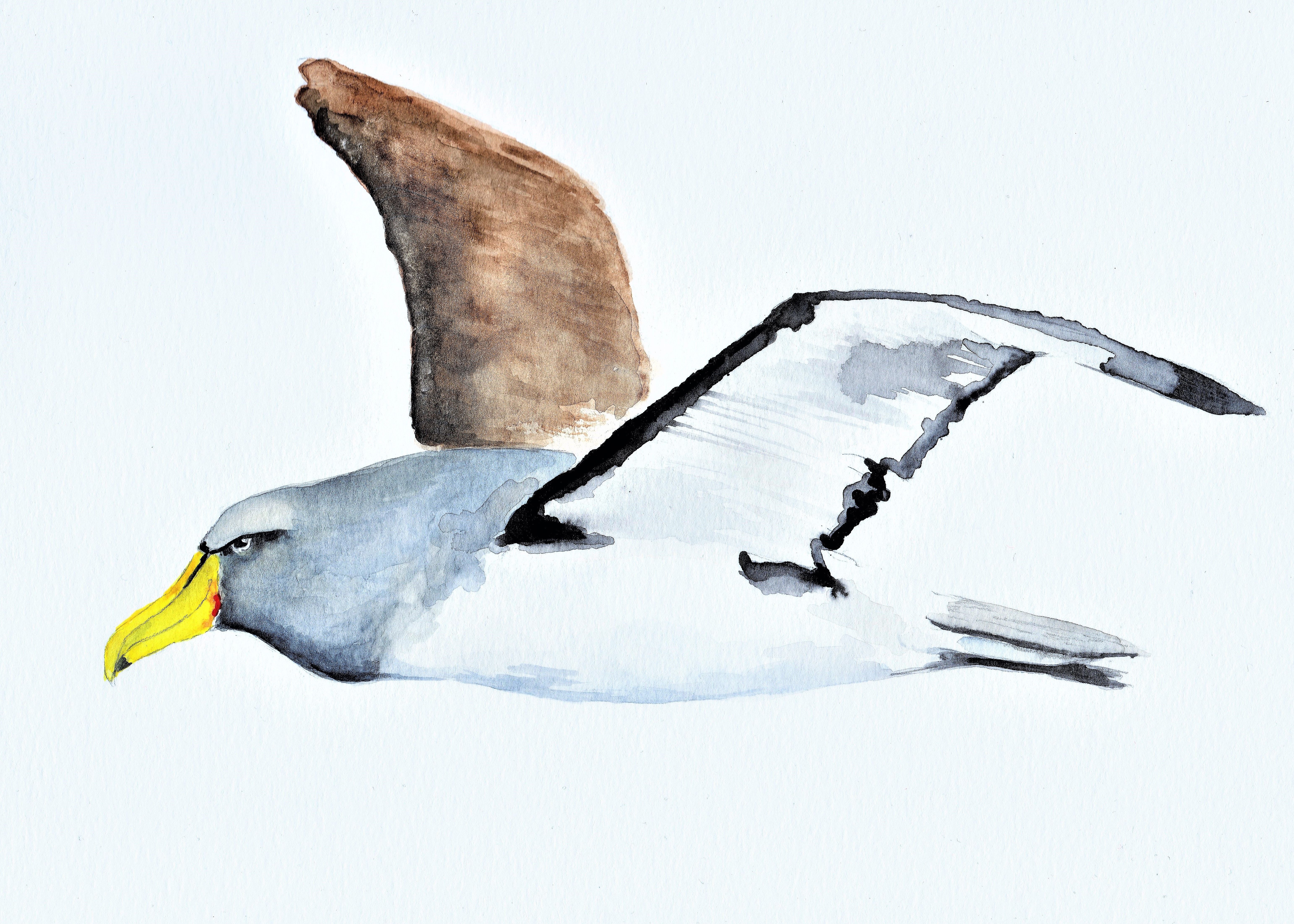 Chatham Albatross Lea Finke hiqual