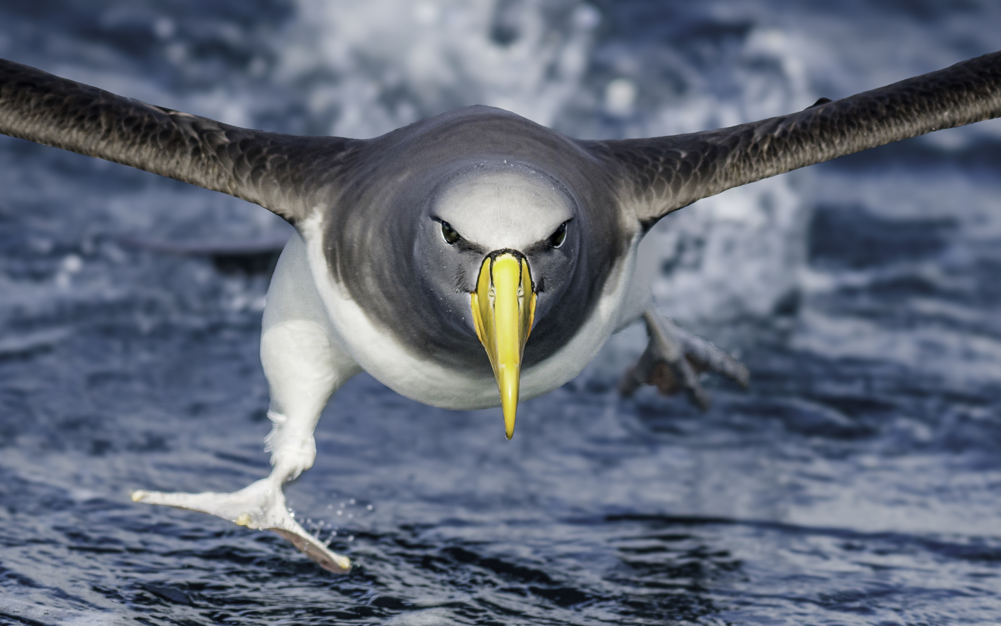 Chatham Albatross Ross Wheeler web