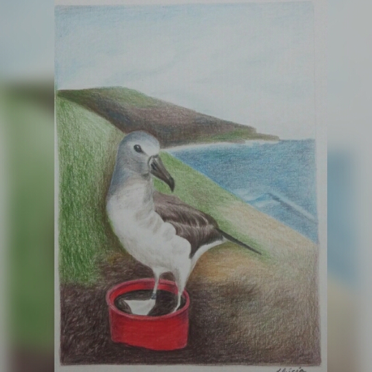 Chatham Albatross translocated chick Maria Lucia Bendasoli