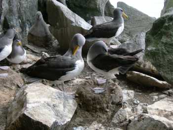 chatham_albatrosses_pyramid2_by_david_thompson