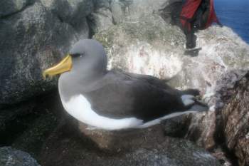 Chatham Albatross Rima Snares by Matt Charteris