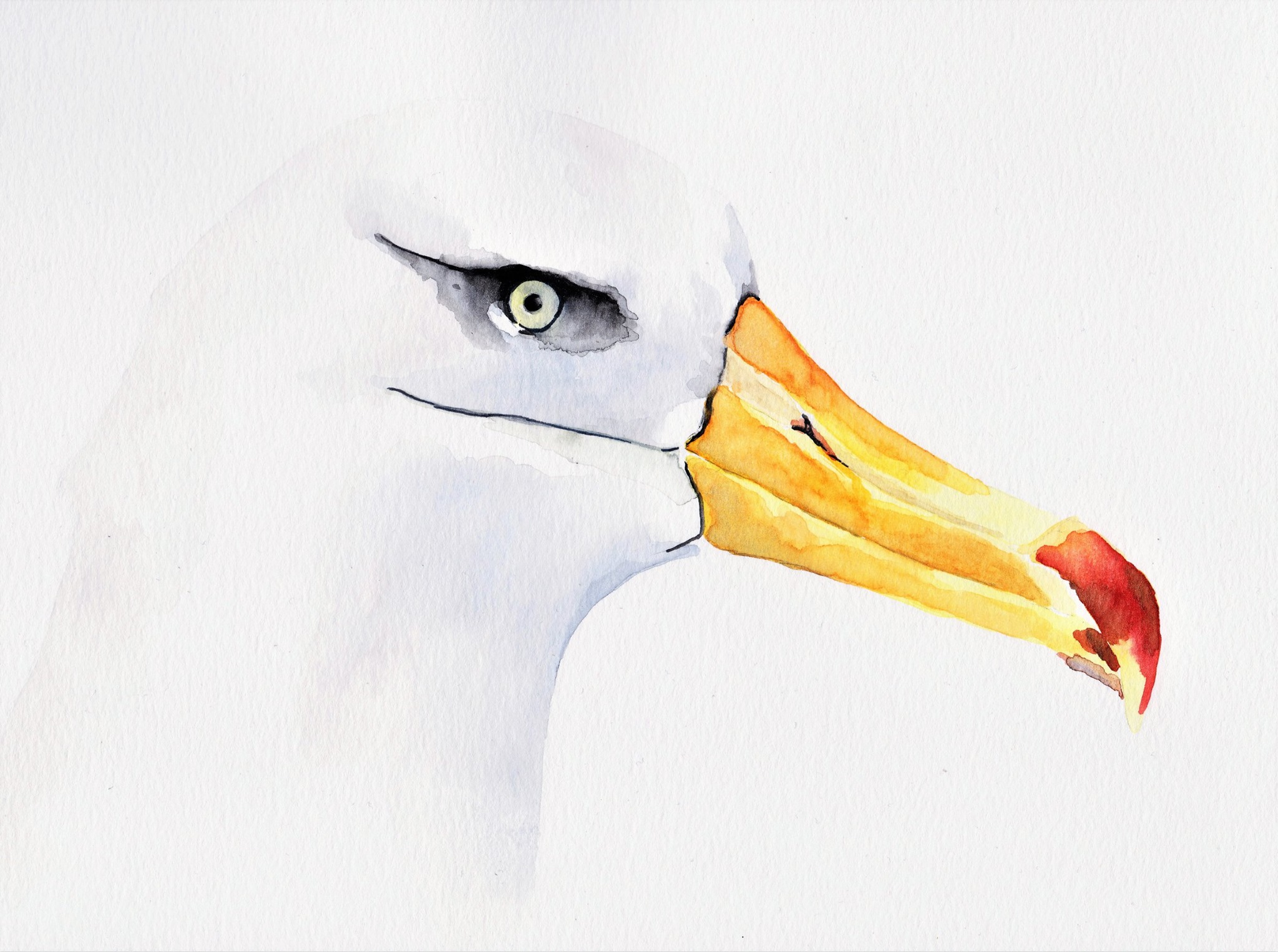 Albatross artist