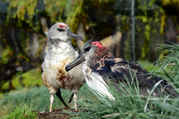 Agreement On The Conservation Of Albatrosses And Petrels Wad2020 Eradicating Island Pests