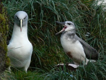 Grey-headed Albatross Marion Island Marienne de Villiers