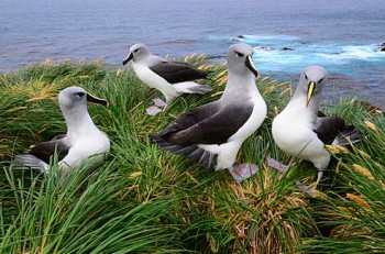 Grey headed Albatrosses Diego Ramirez Graham Robertson