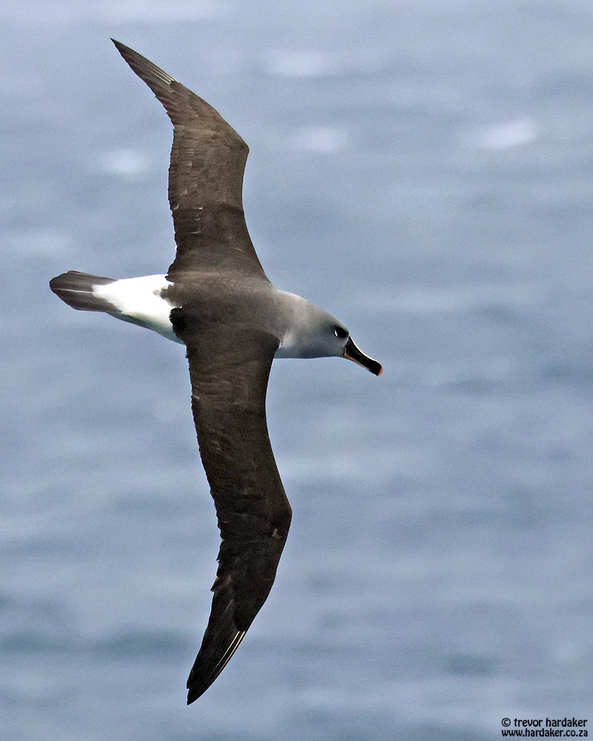 Grey headed Albatross Trevor Hardaker