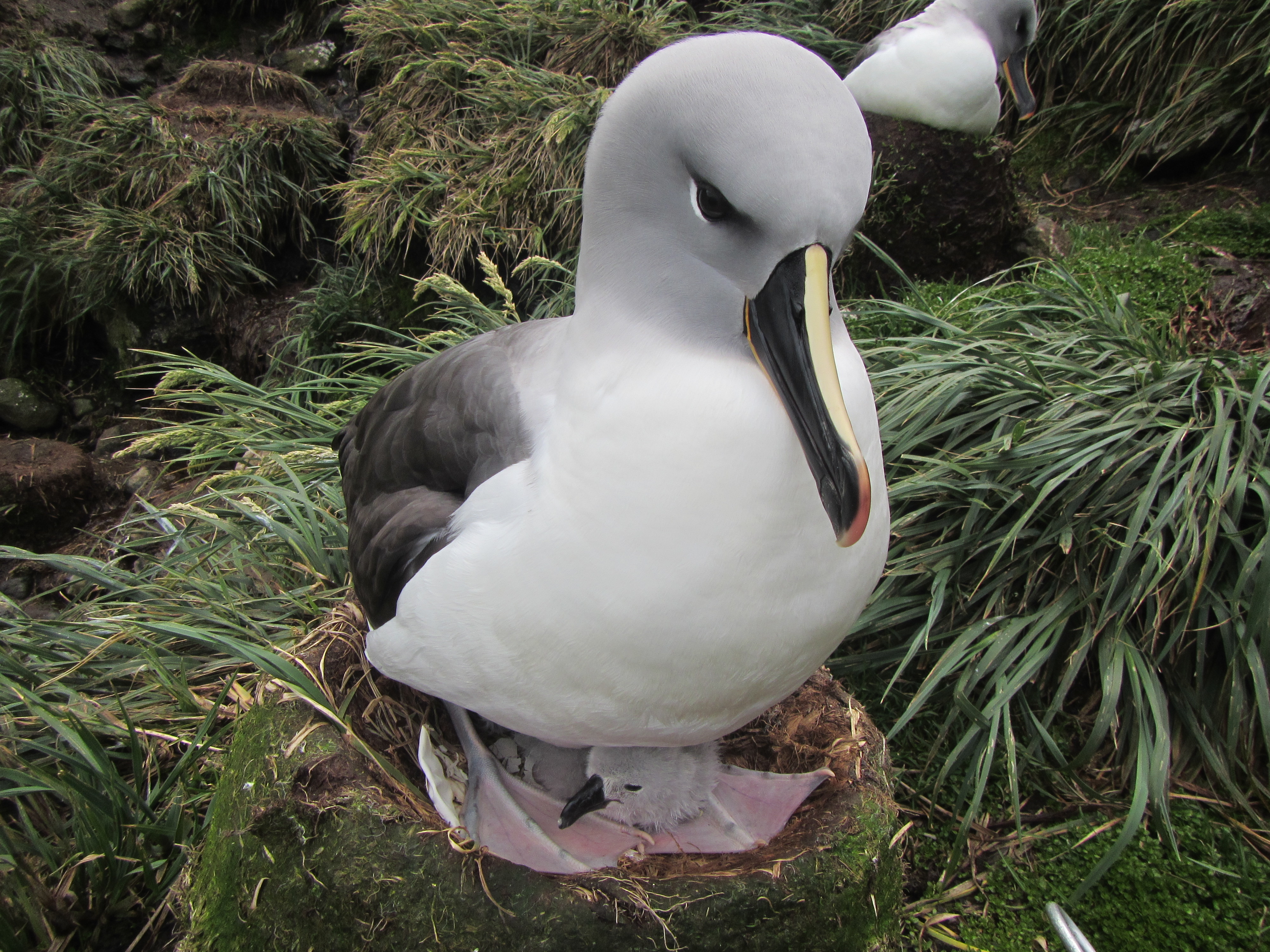 Kim Stevens Grey headed Albatross 9