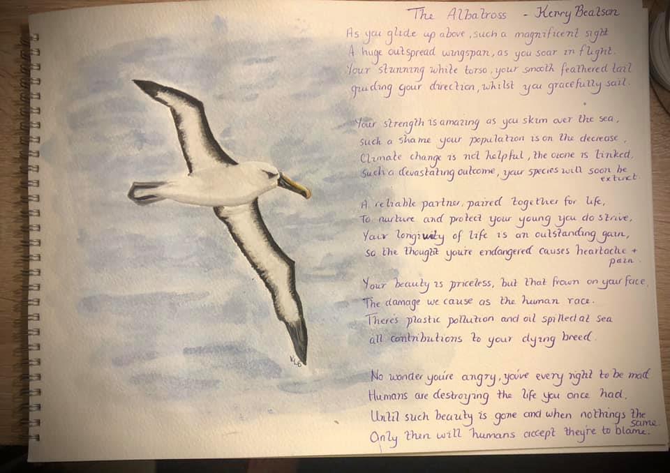 Indian Yellow nosed Albatross Kirk Zufelt Kerry Bea poem