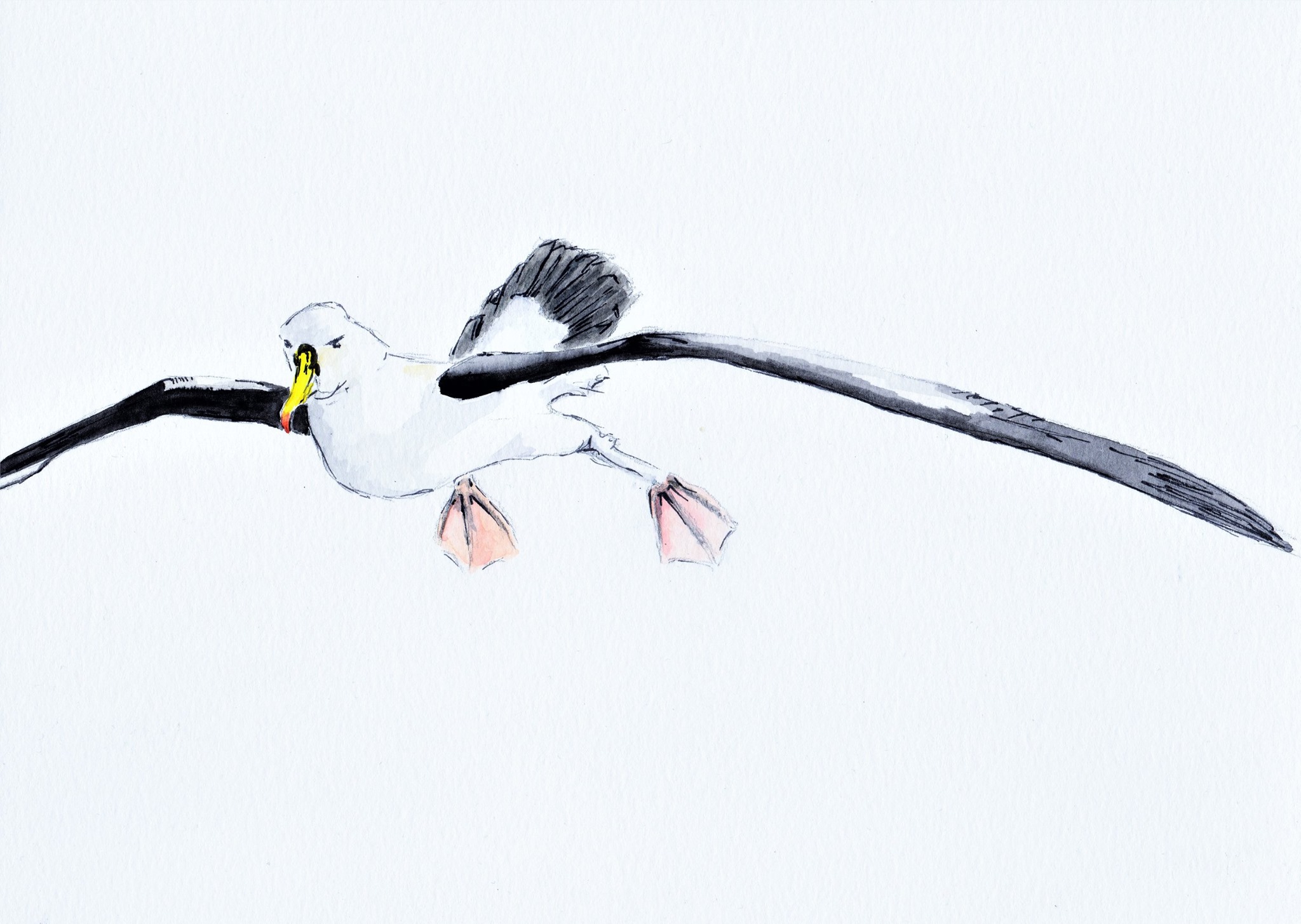 Indian Yellow nosed Albatross Kirk Zufelt Lea Finke