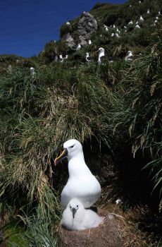 Indian_Yellow_nosed_Albatross_Prince_Edward_Island3_by_Peter_Ryan