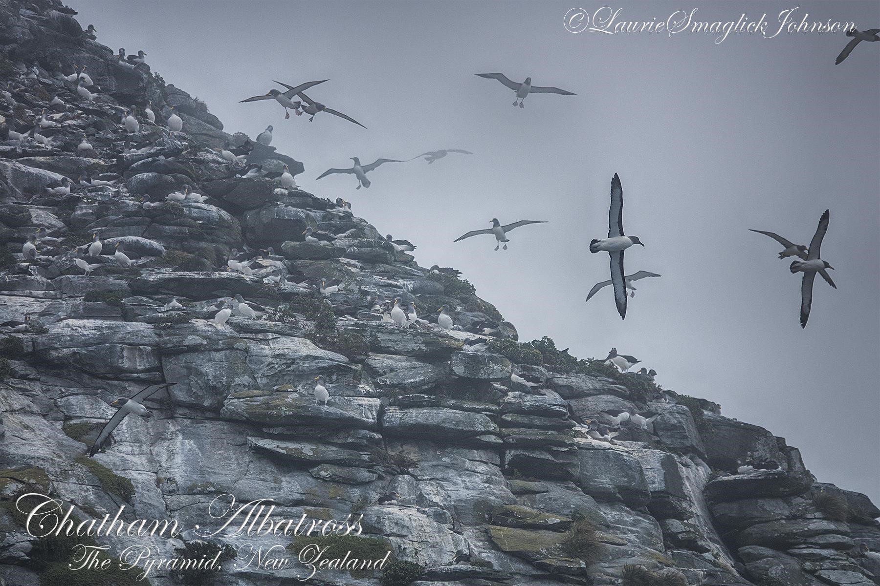 The Pyramid Chatham Albatrosses Laurie Smaglick Johnson