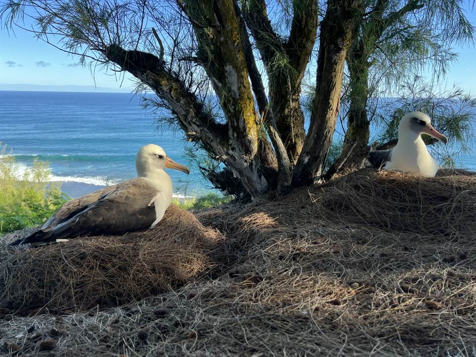 2025 26 breeding season Hob Osterlund