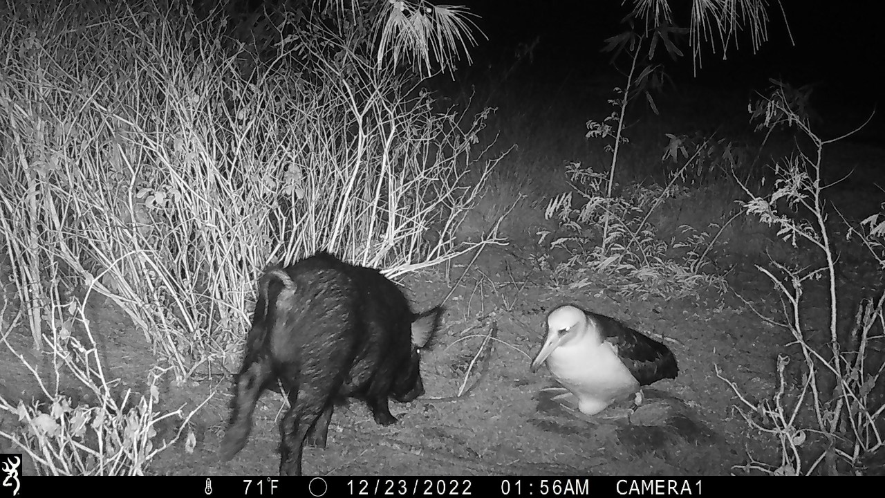 Feral pig attack USFWS