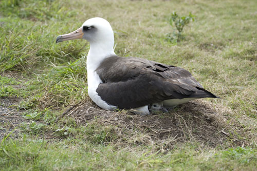 Laysan Albatross by James Lloyd