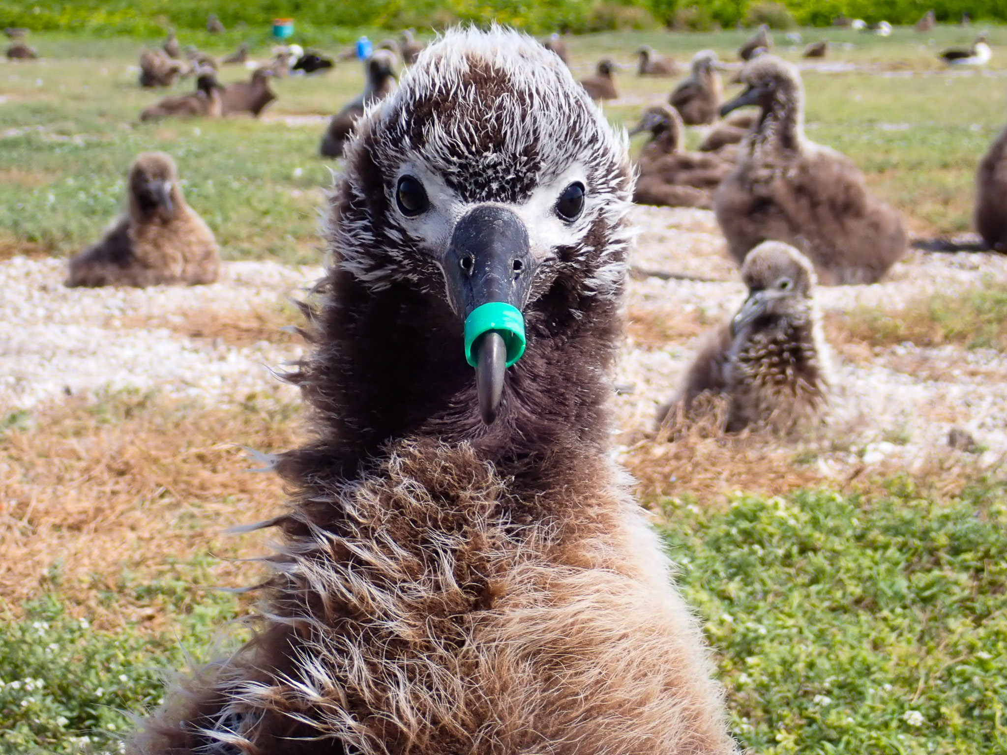 Laysan Albatross chick with platsic ring on beak Isabelle Beaudoin