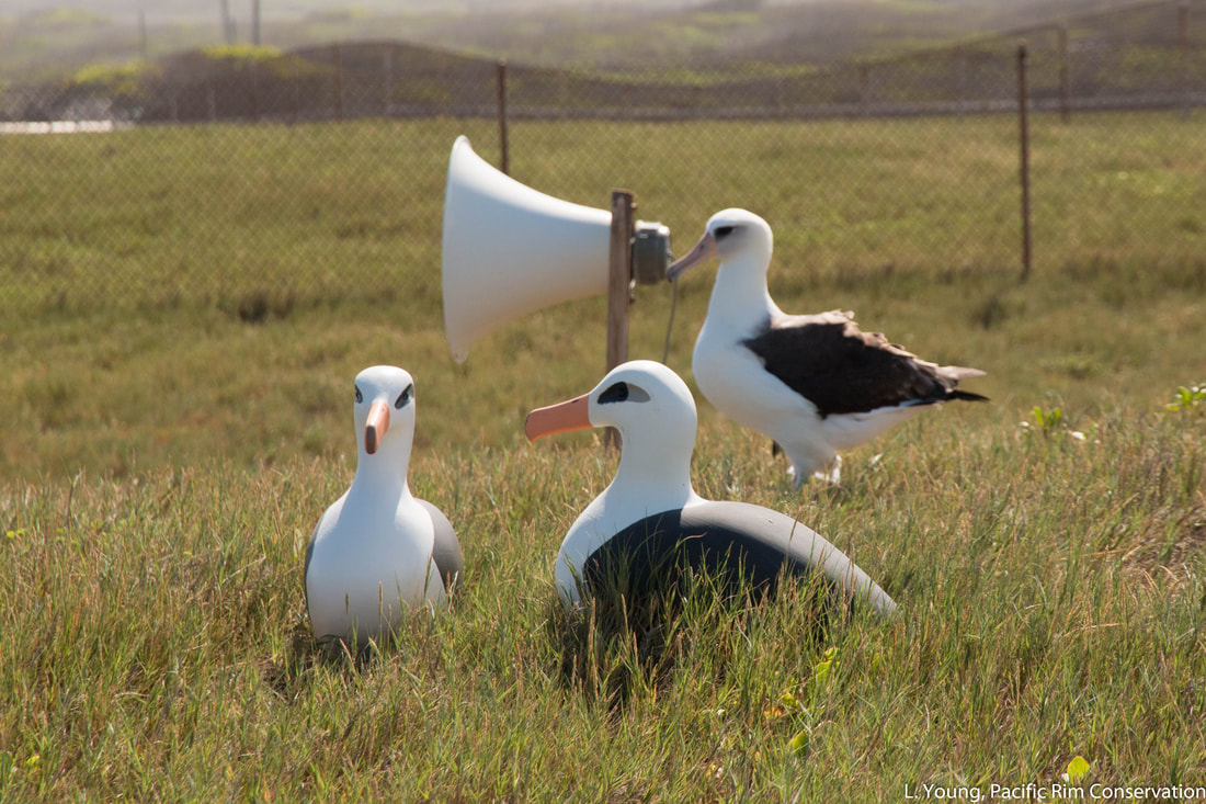 Laysan Albatross decoy and sound Pacific Rim Conservation