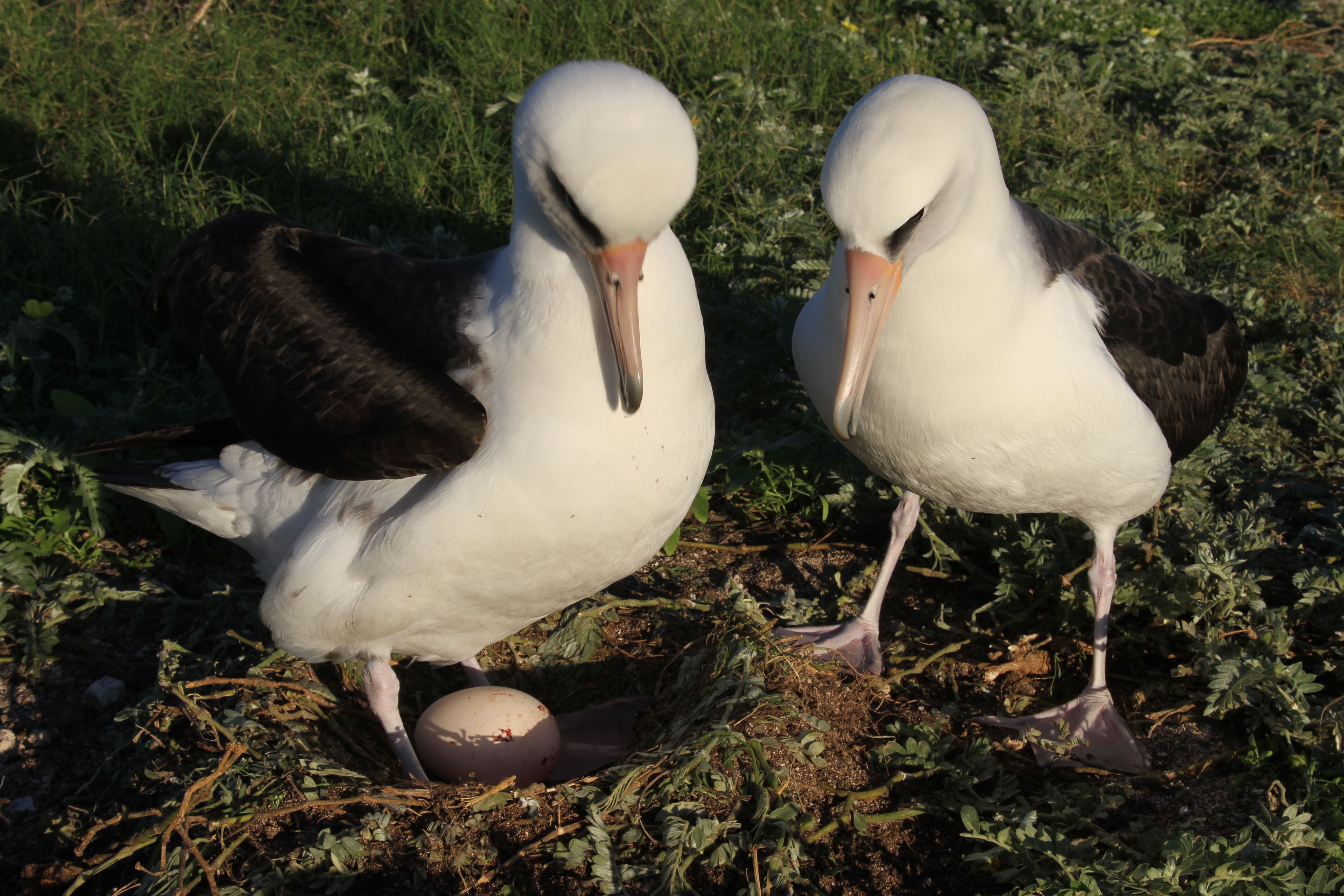 Laysan Albatrosses Kure Atoll Cynthia Vanderlip