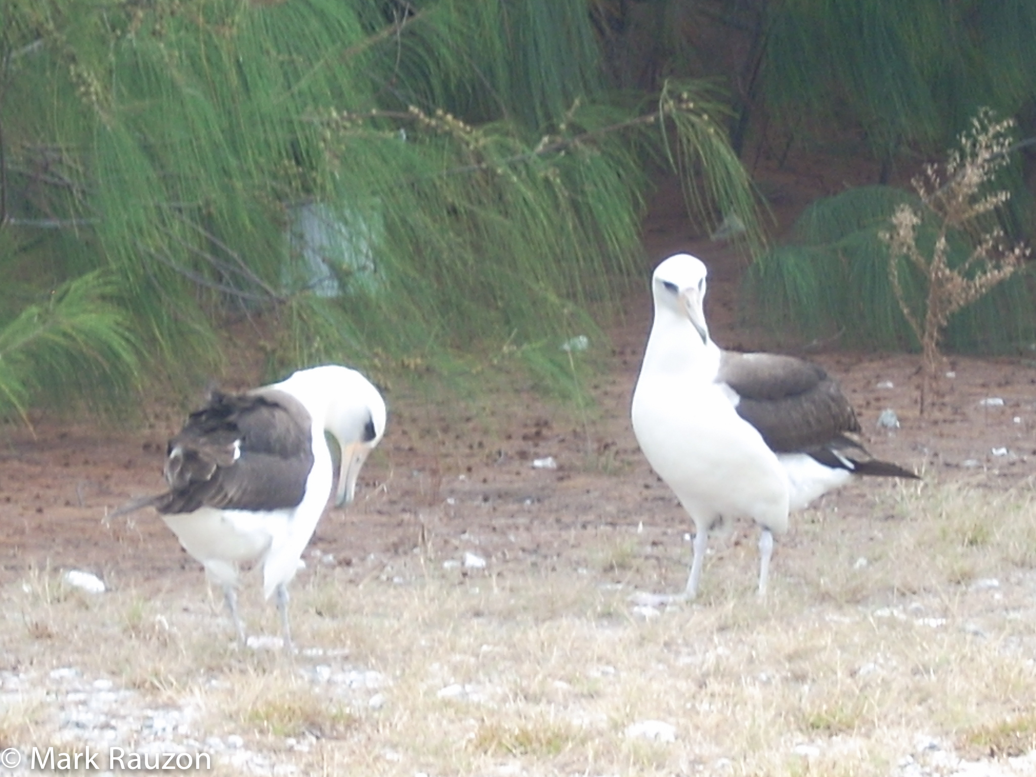 Laysan Albatrosses Wake Atoll Matk Rauzon