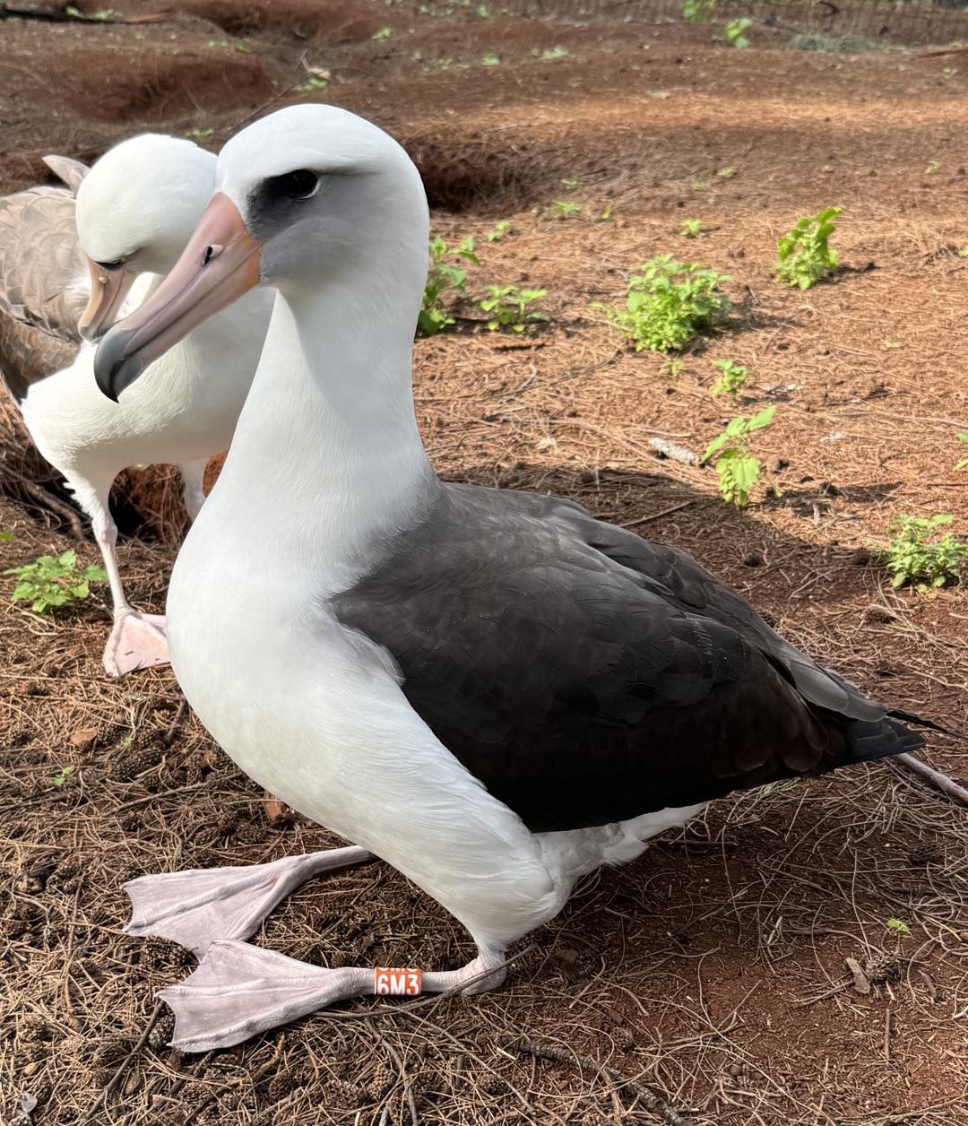 Mexican Laysan Kilauea Point Pacific Rim Conservatiom