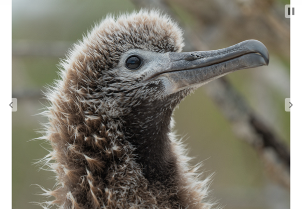 Wisdom Grandchick April 2025 Dan Rapp 2