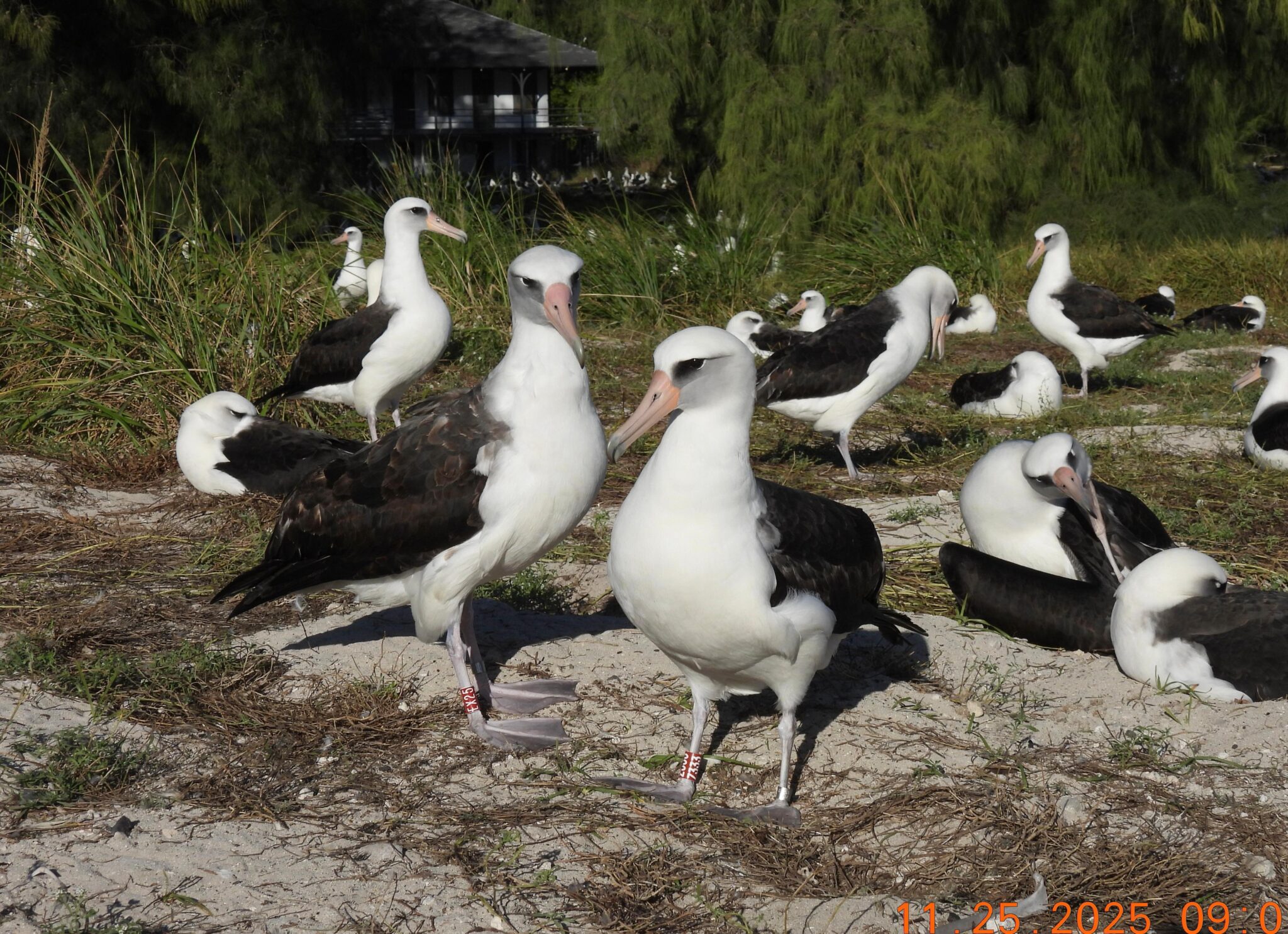 Wisdom and mate EX25 by Chris Forster 25 Nov 2025