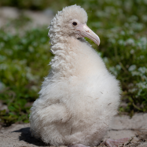 leucistic albatross chicks 2025 Joe Owen