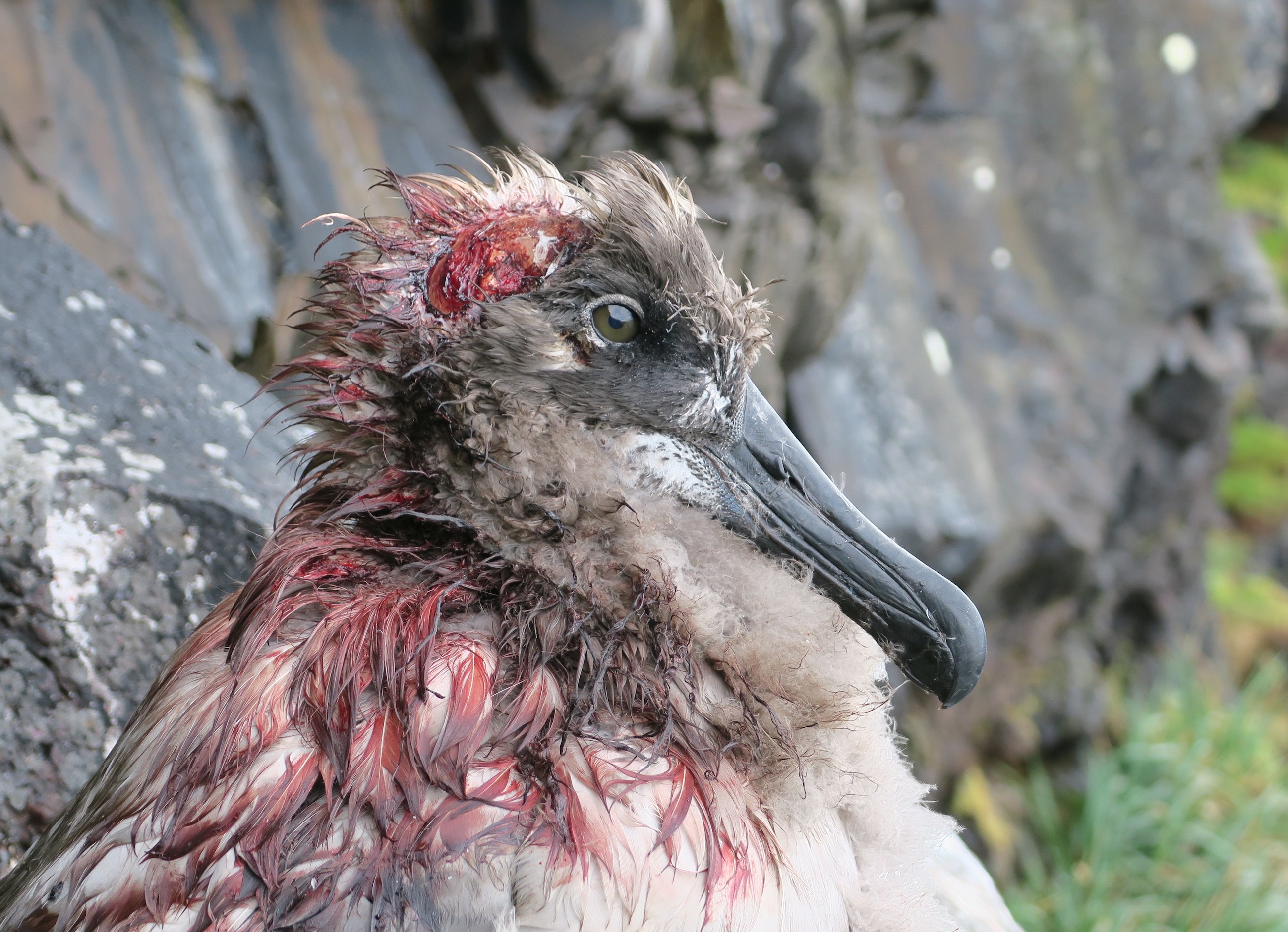 Light mantled Albatross Peter Ryan