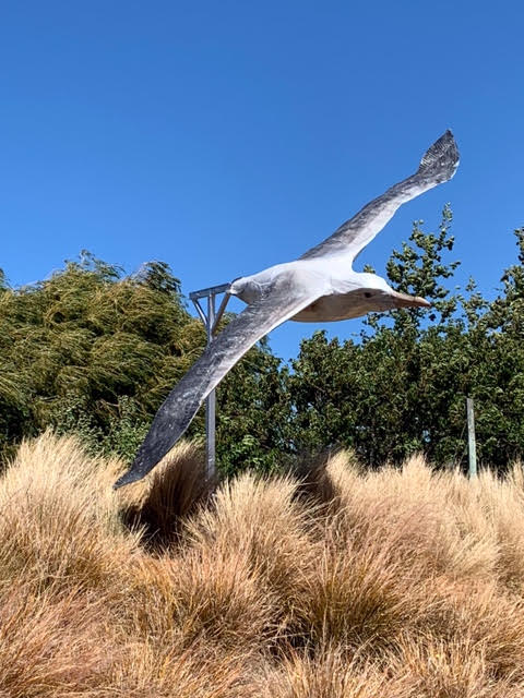 Mark Wyeth albatross
