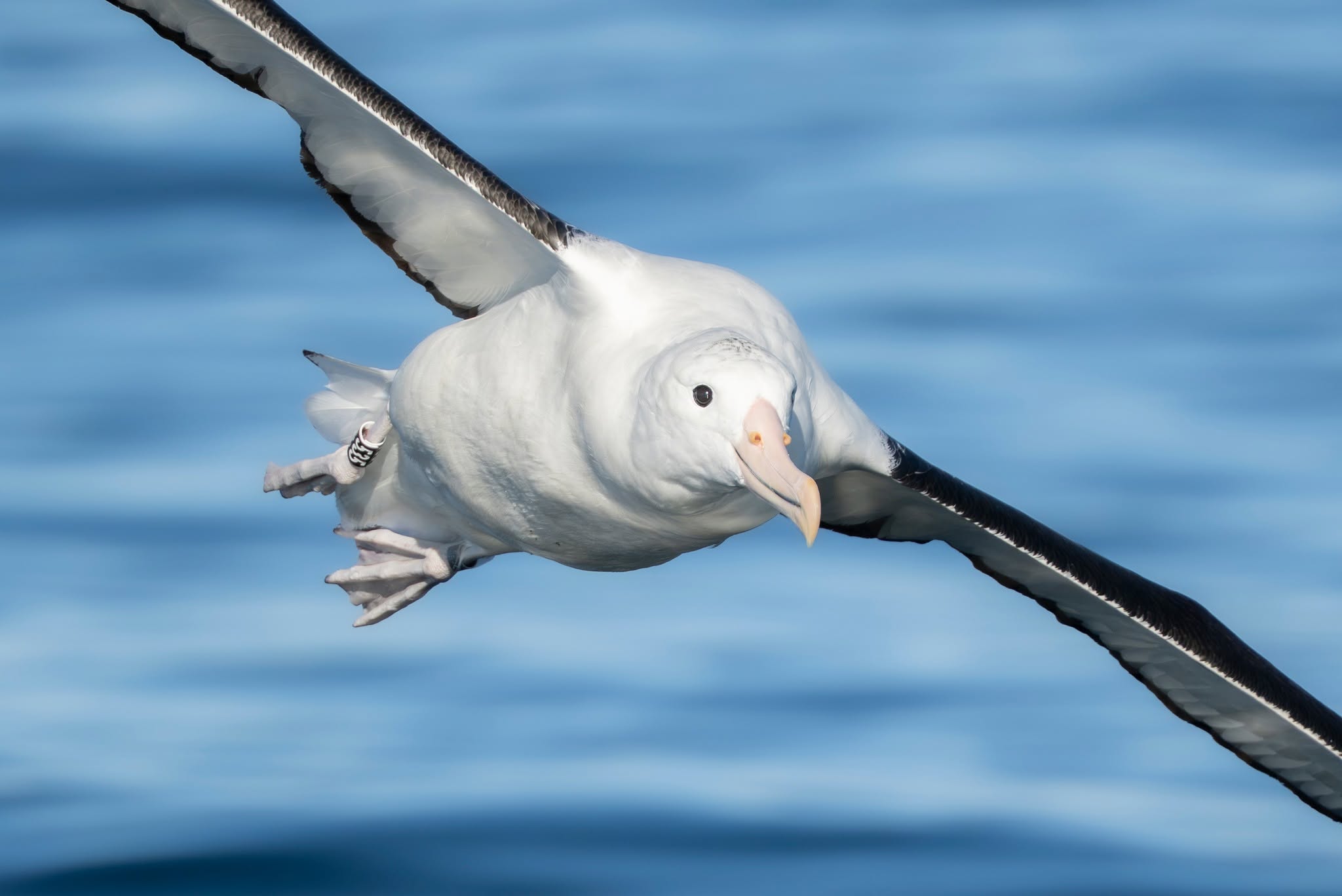 555 Northern Royal Albatross from Forty fours