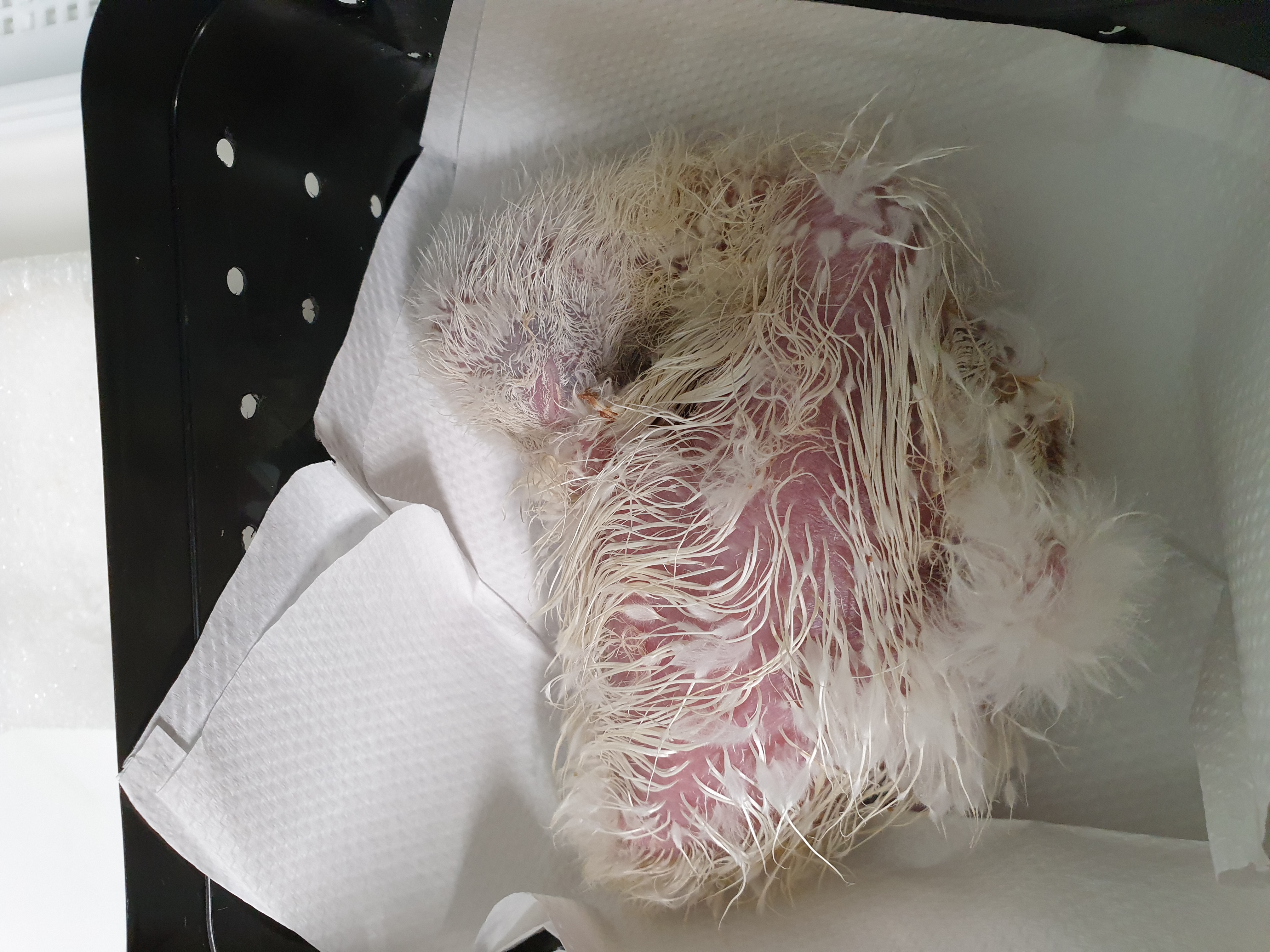 A newly hatched chick ready to be returned to the nest. Hatching in the incubator prevents fly strike