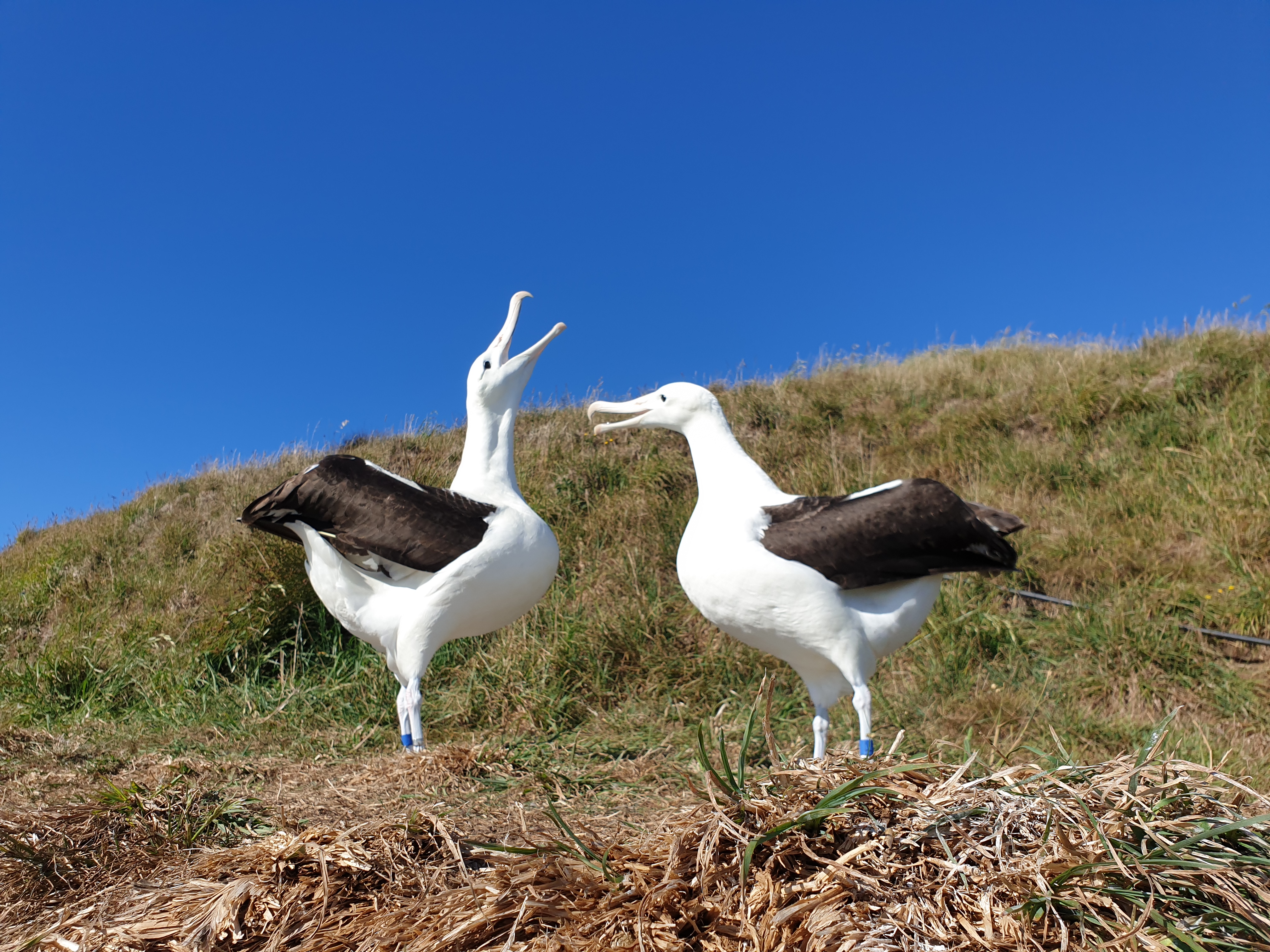 Adolescent albatross spend the summer months looking for a mate