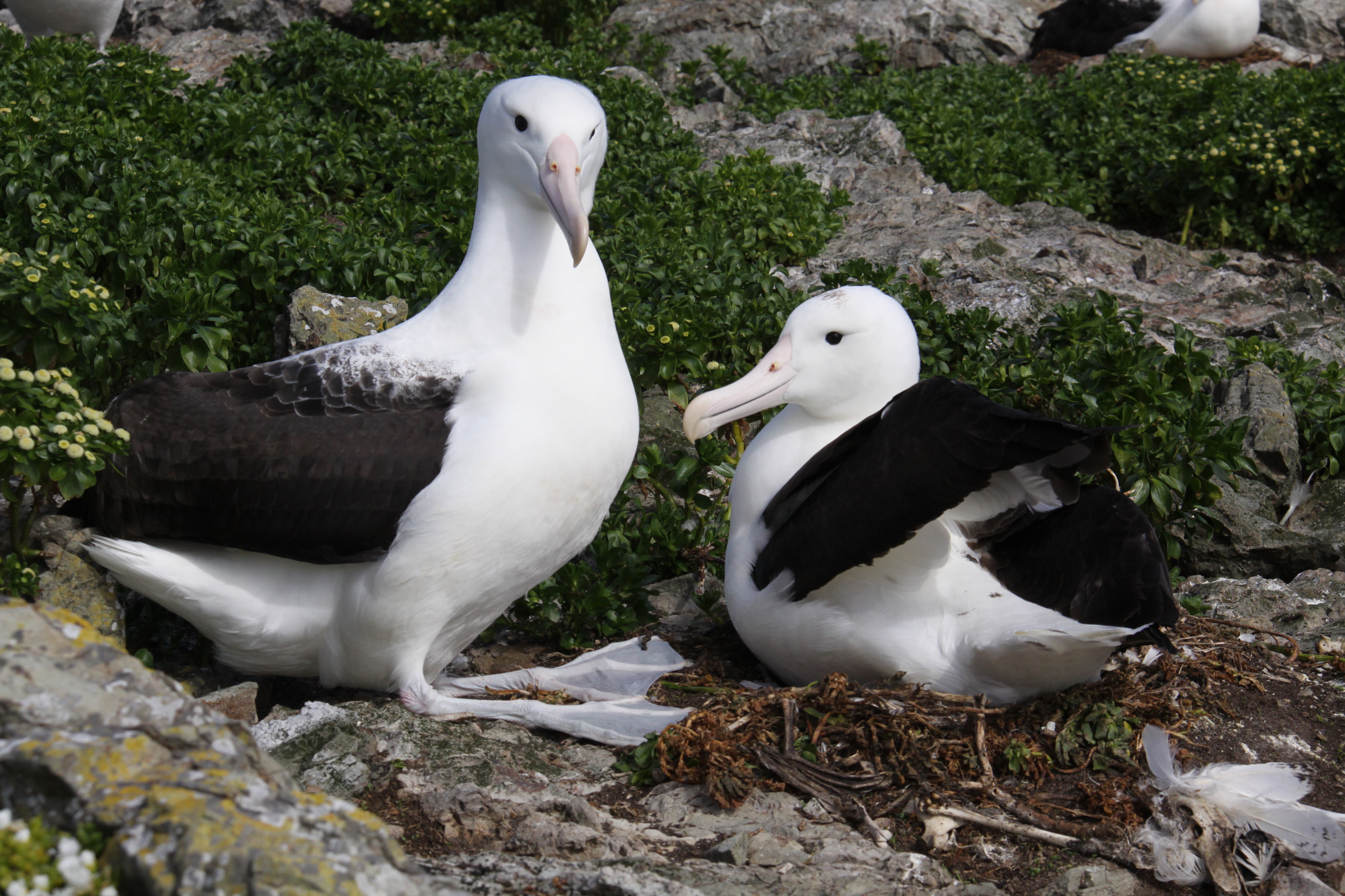 Chris Robertson Northern Royal Albatross 2