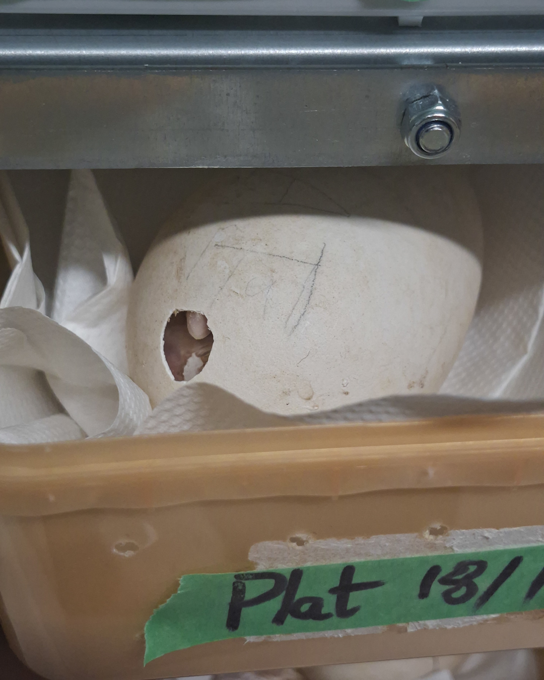 Egg pipping Northern Royal Albatross Sharyn Broni 2