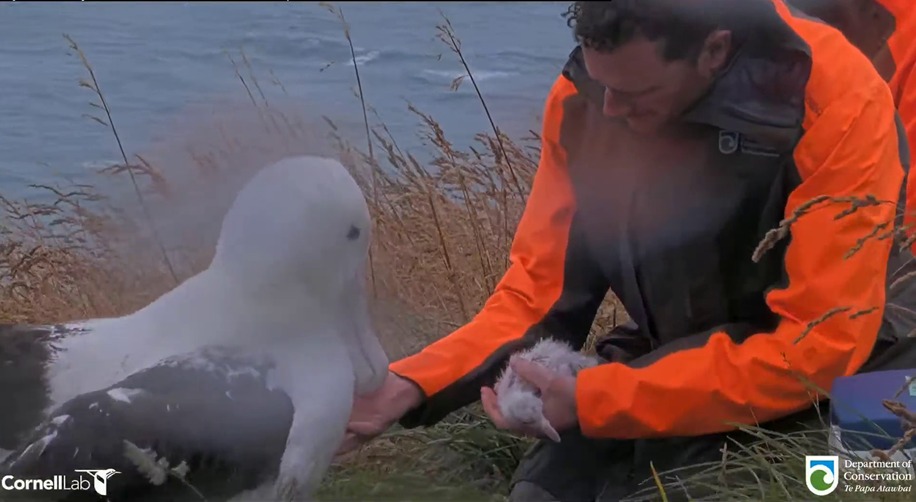 Egg pipping Northern Royal Albatross Sharyn Broni chick return