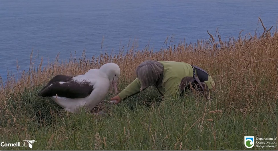 Egg pipping Northern Royal Albatross Sharyn Broni fly spray