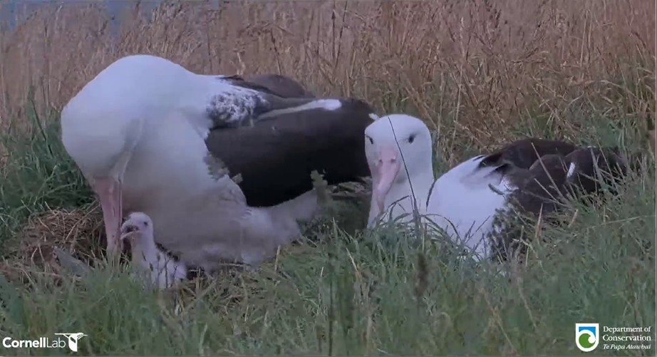 Egg pipping Northern Royal Albatross WYL feeds chick seecond time