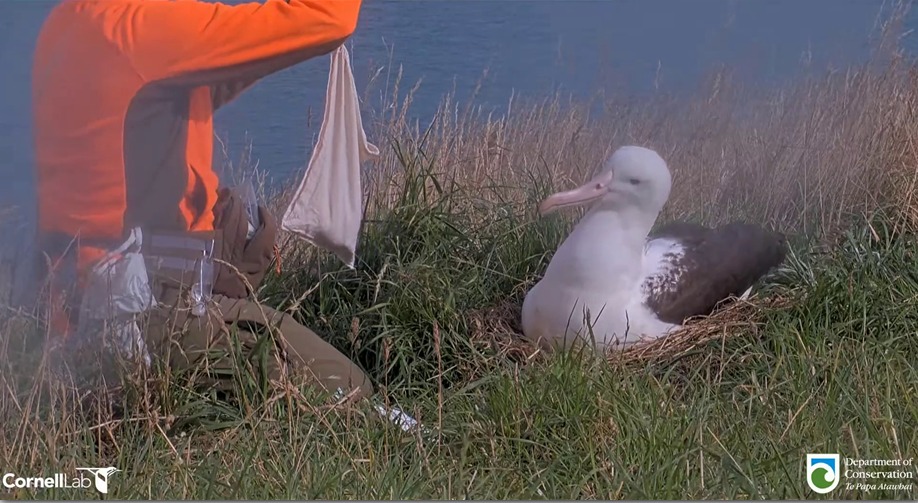 Egg pipping Northern Royal Albatross weighing bag