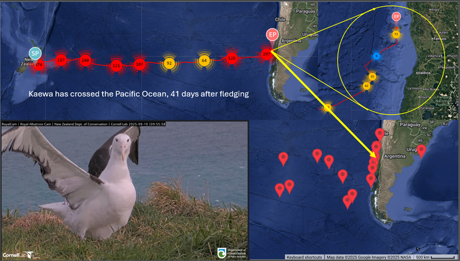 Kaewa Humboldt Current