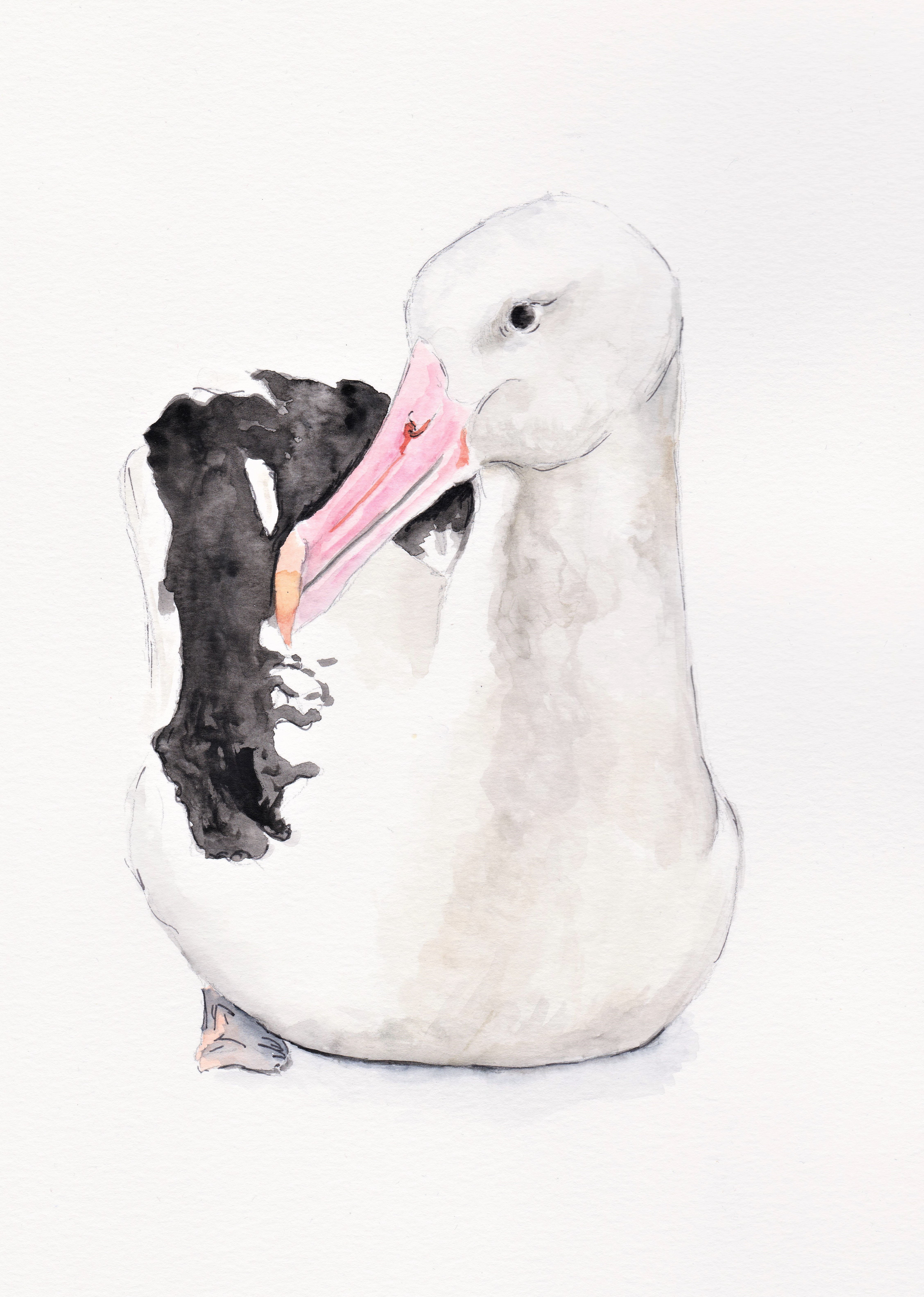 Northern Royal Albatross Lea Finke hi res