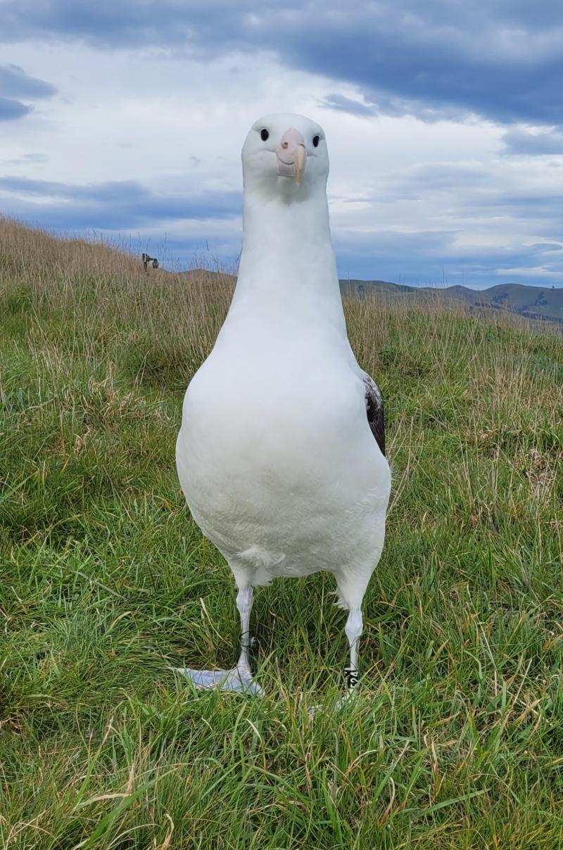 Northern Royal Albatross close to fledging