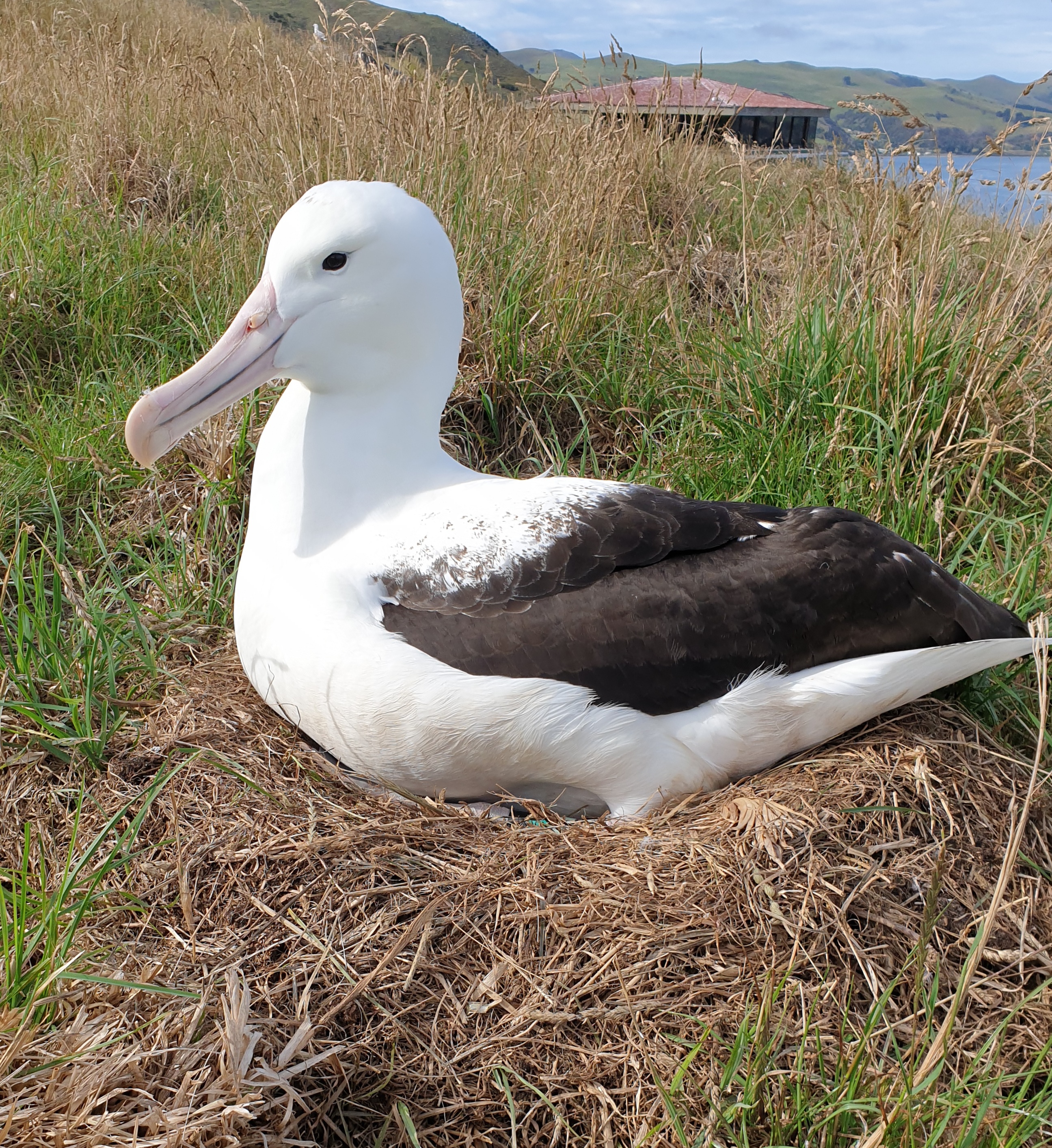 The Richdale Observatory overlooks part of the albatross colony