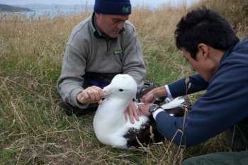 northern royal albatross junichi sugishita lyndon perriman by keith payne