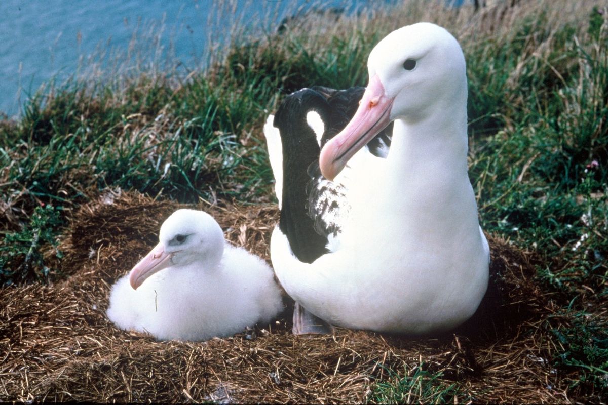 Northern Royal Albatross Taiaroa Head