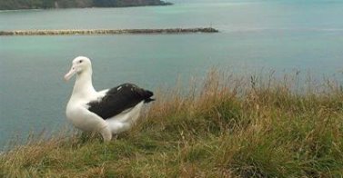 Northern Royal Albatross Toroa 500th chick