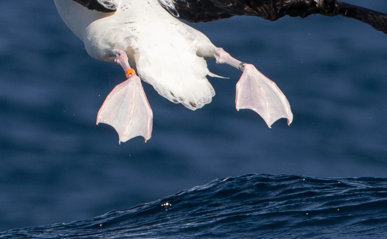 Orange banded Northern Royal Albatross 2