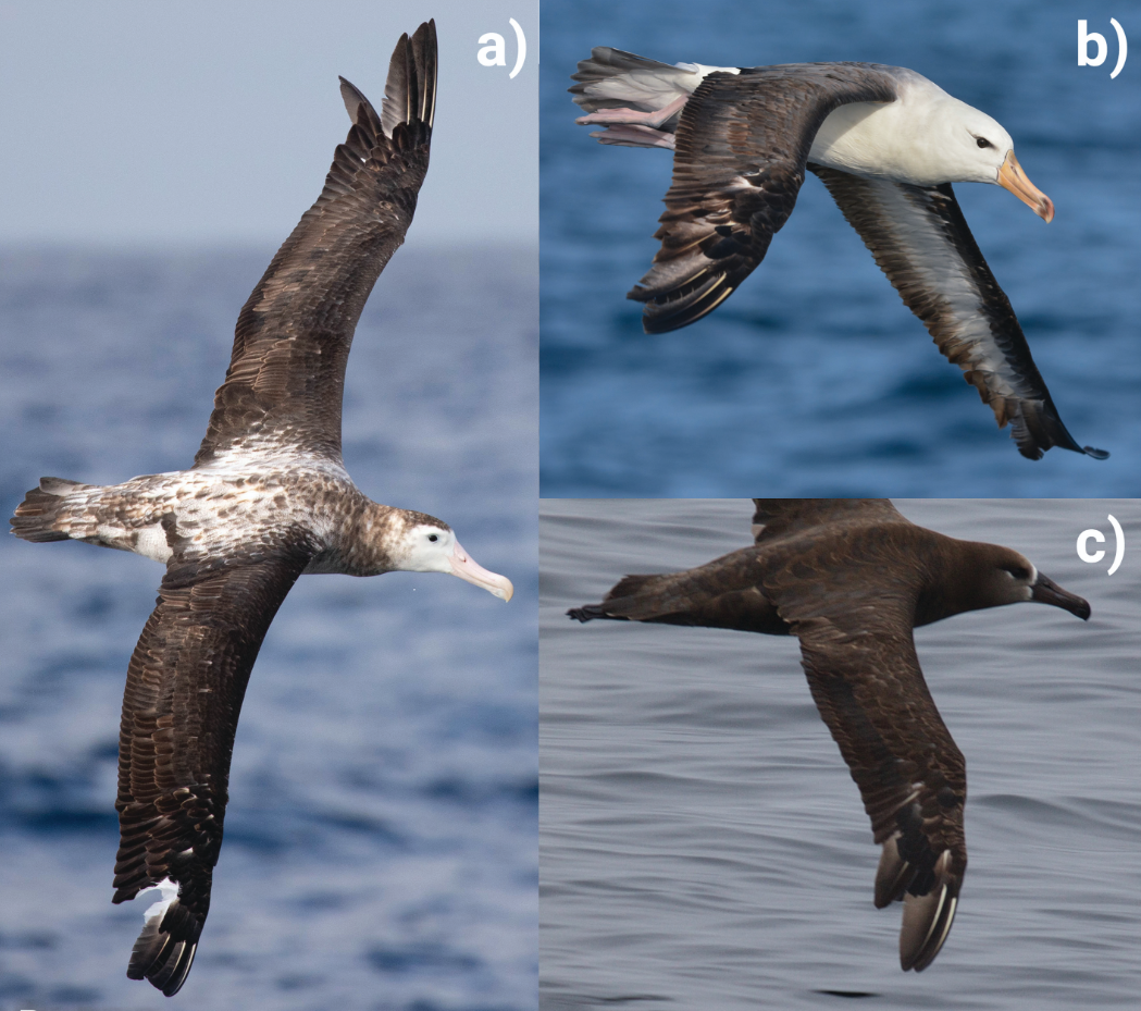 Pyle juvenile albatross moult